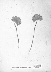 Trachyspora alchemillae image